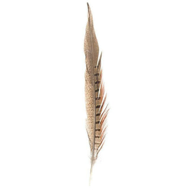 Ring Neck Pheasant Tail Feather by Fashion West F-56
